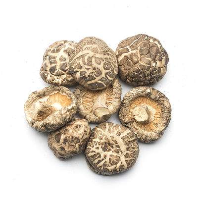 Hongo Shiitake seco y plano versátil para la cocina